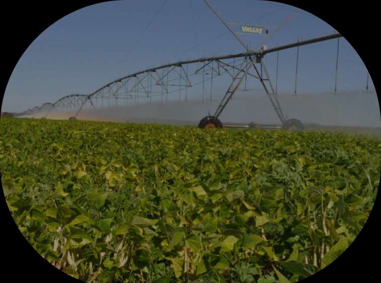 Foto de uma planta de feijão